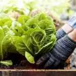 Mini Maketto Launches Expanded Product Line for Health-Conscious Consumers